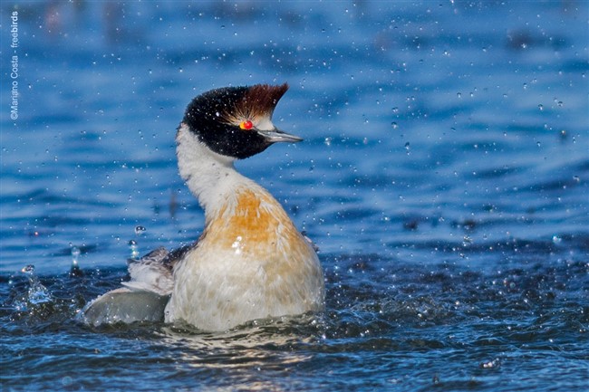 Image title Image description